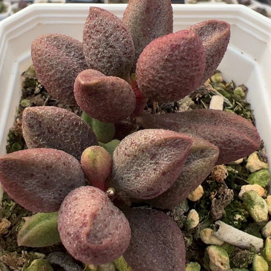 实生新品多头纯木质桩多肉植物