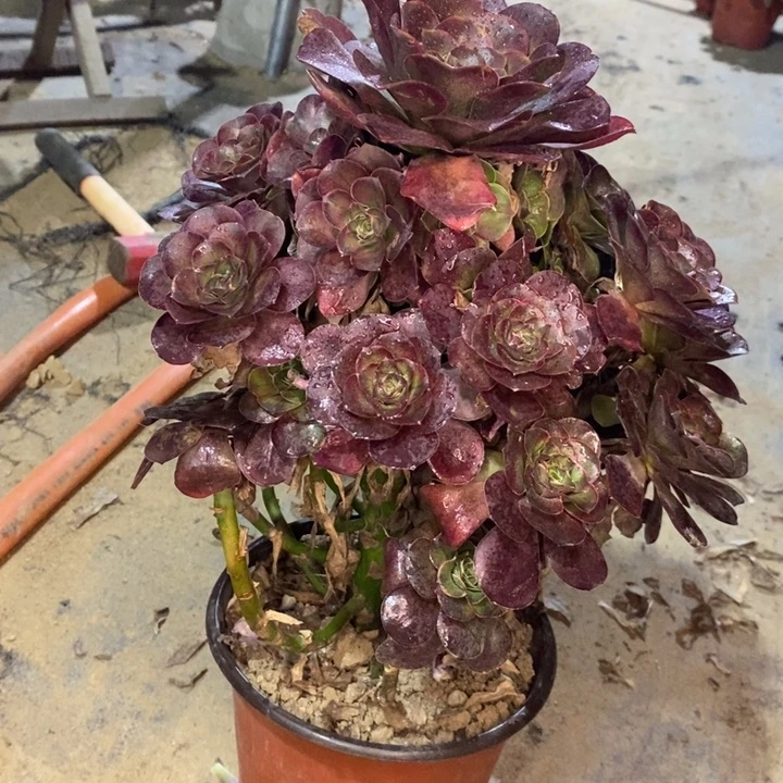 魅金玫瑰36多肉植物法师的