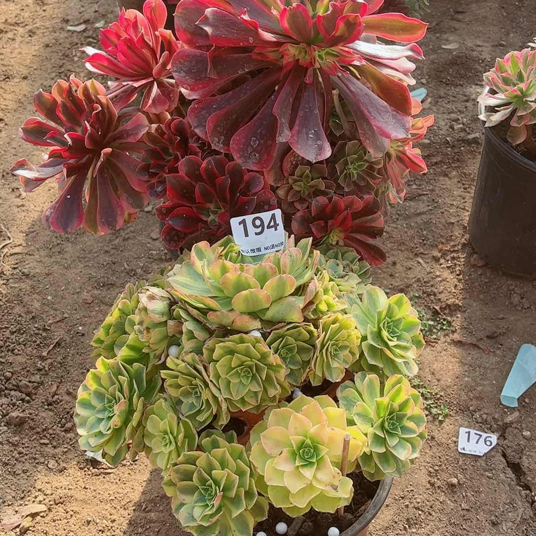 无花朵多肉植物组合195