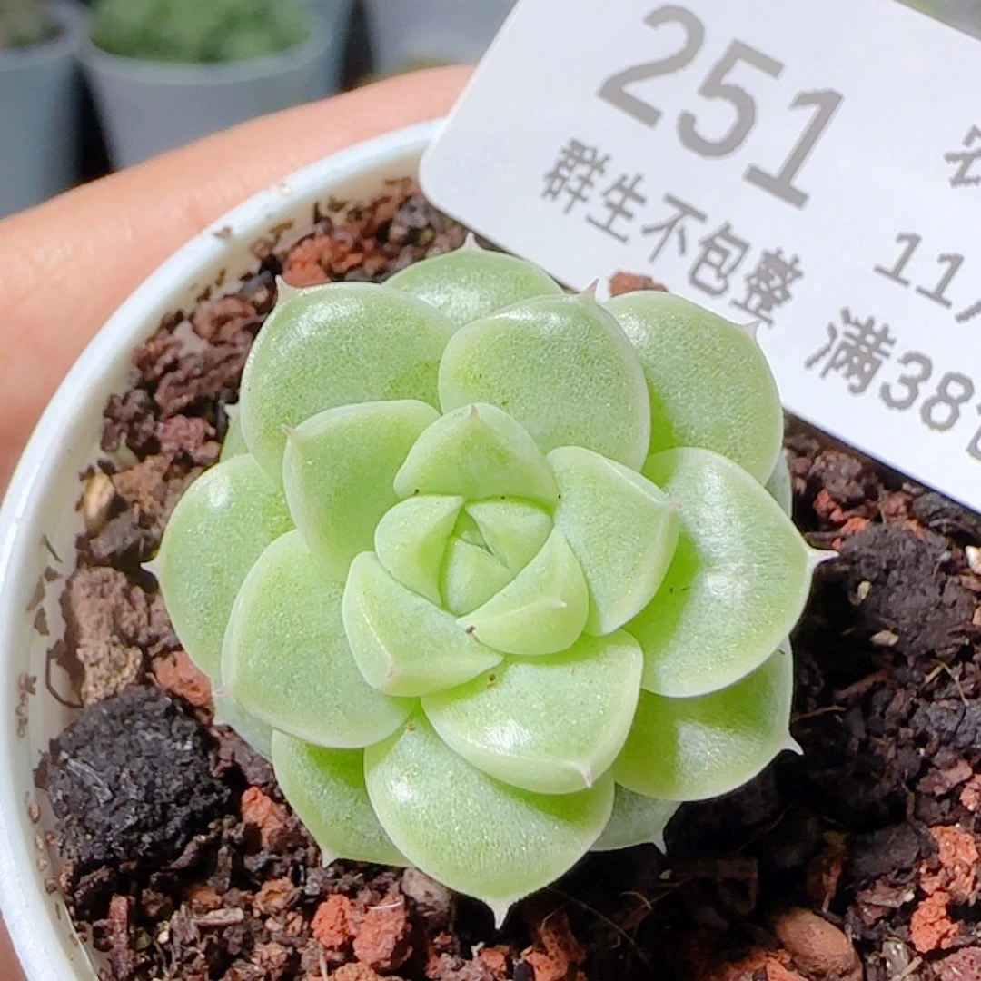 1112-251优选麦杆