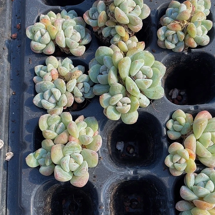 四头小冰玉带土发货