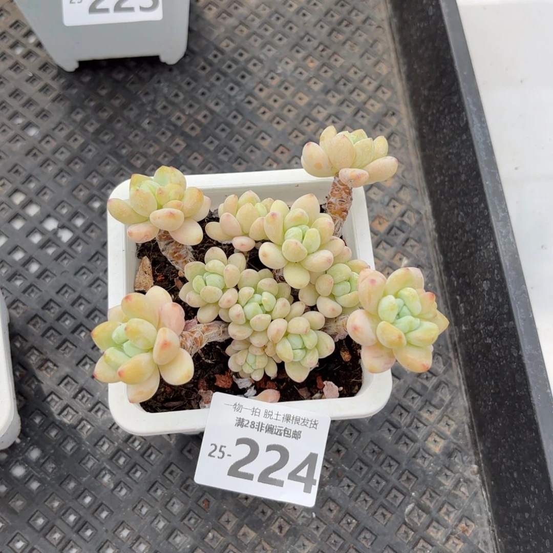 樱花罗绮老桩多肉多肉