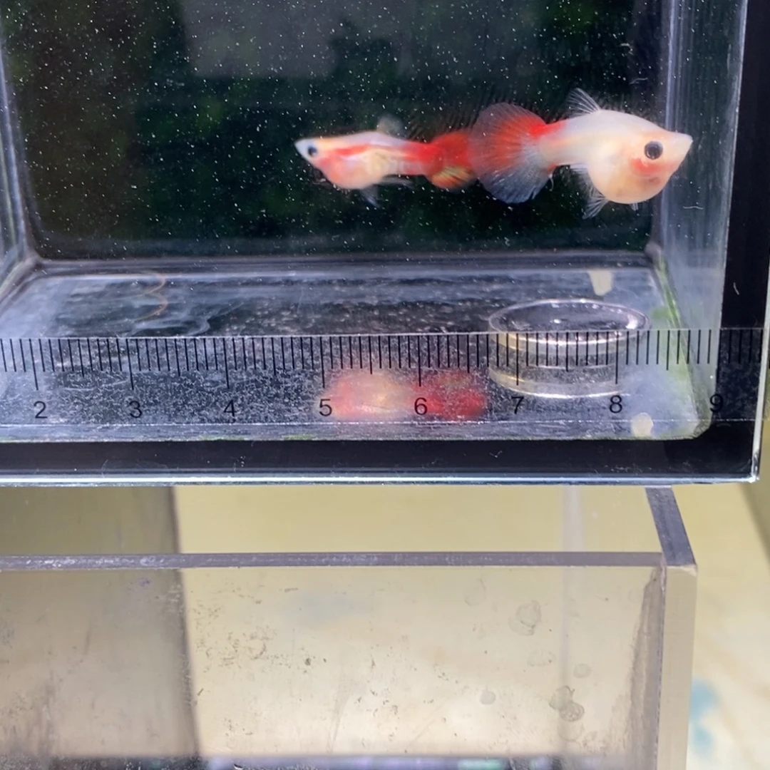 孔雀鱼银河琉璃短球体一对