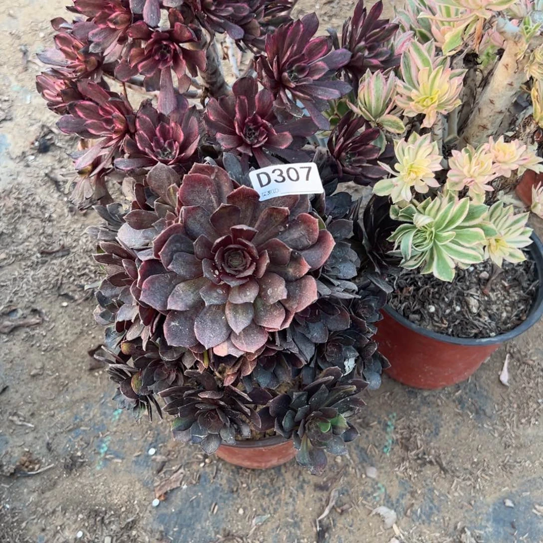 307三颗组合多肉植物法师