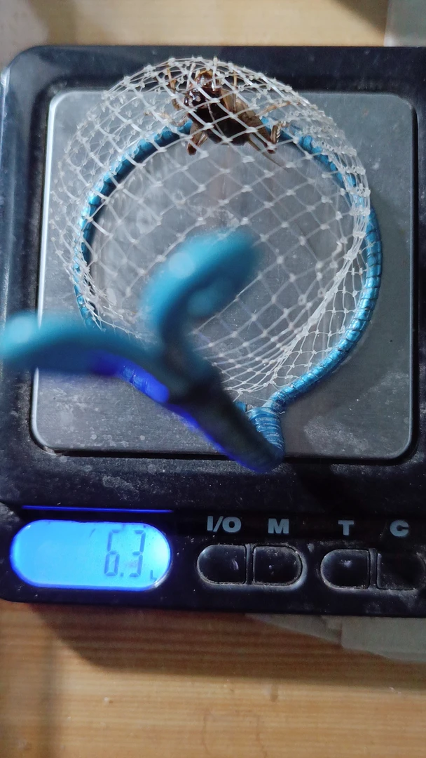 蟋蟀野放基地天牛