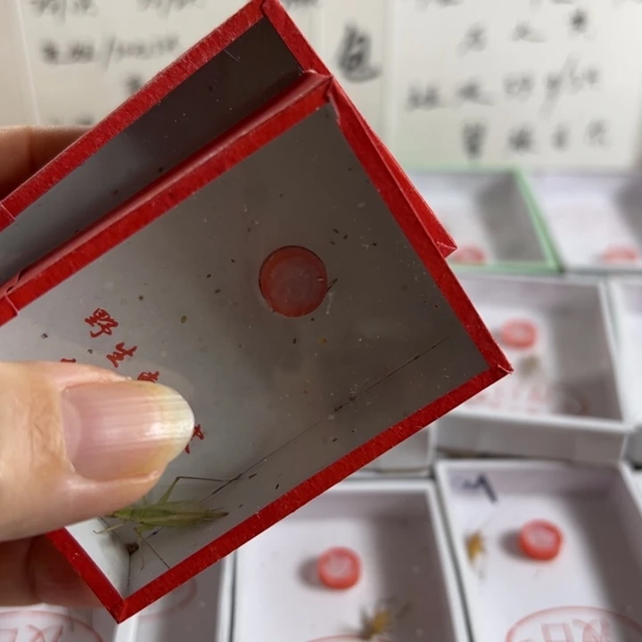 声***光一套过虫器➕两只柬埔寨竹蛉