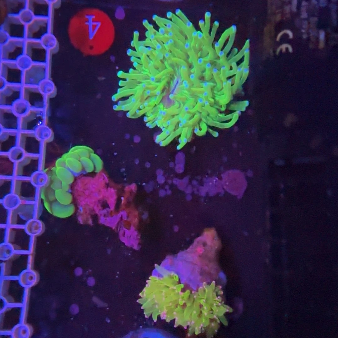 万鱼来朝海水观赏