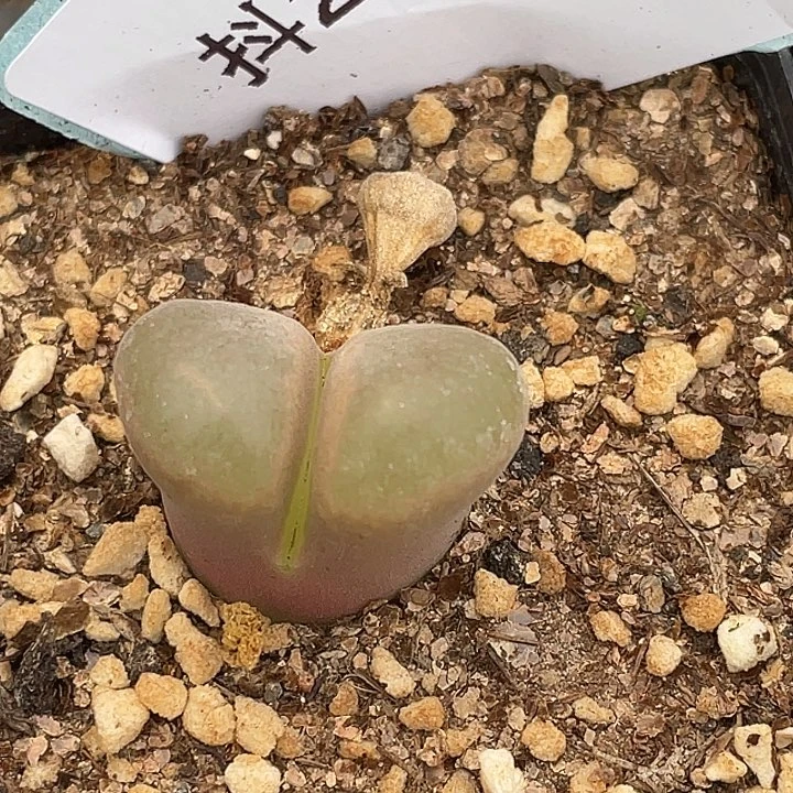 20-96风铃多肉植物