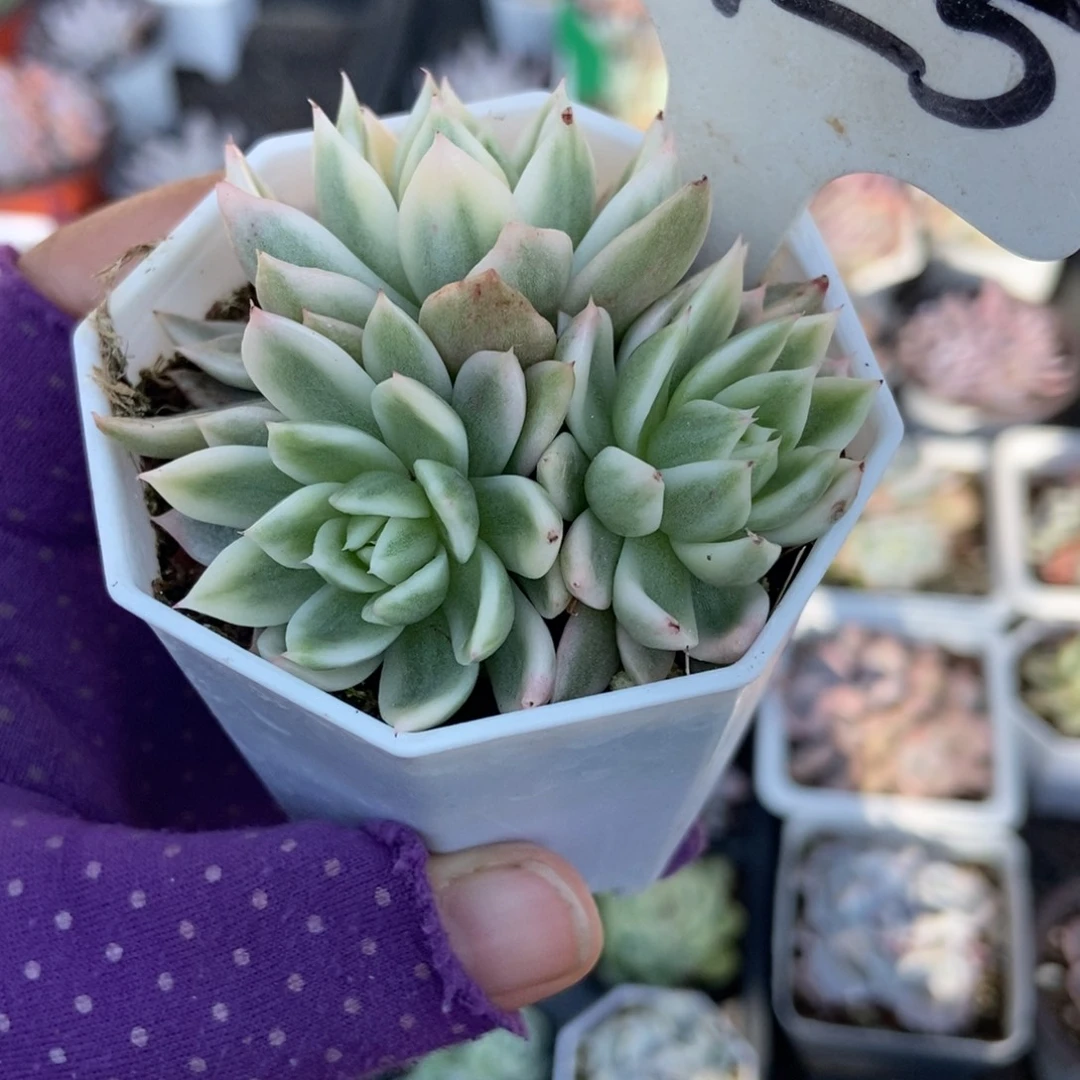 1725蝴蝶飞锦多肉植物