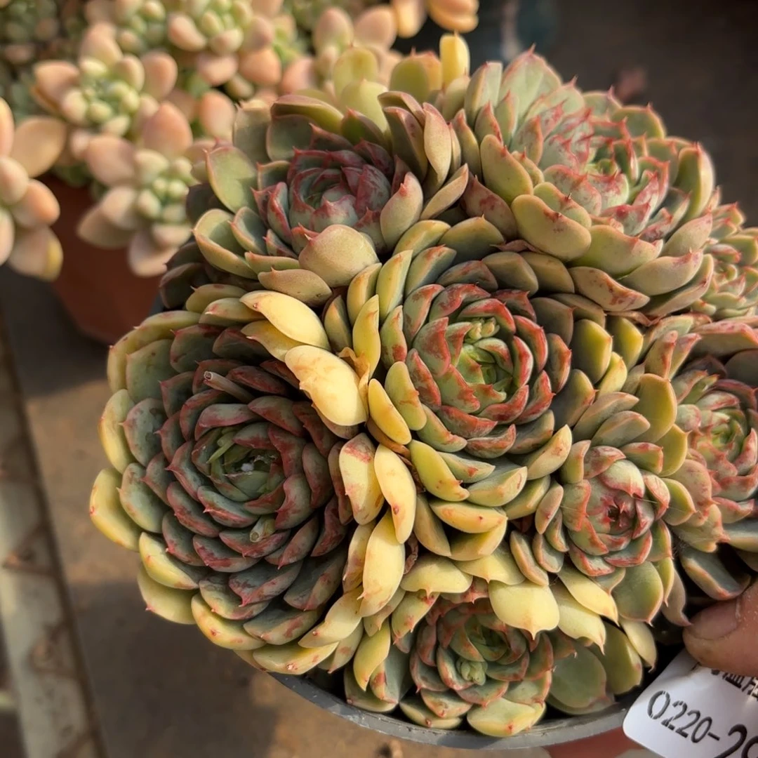 同温层多肉笨吧杂29