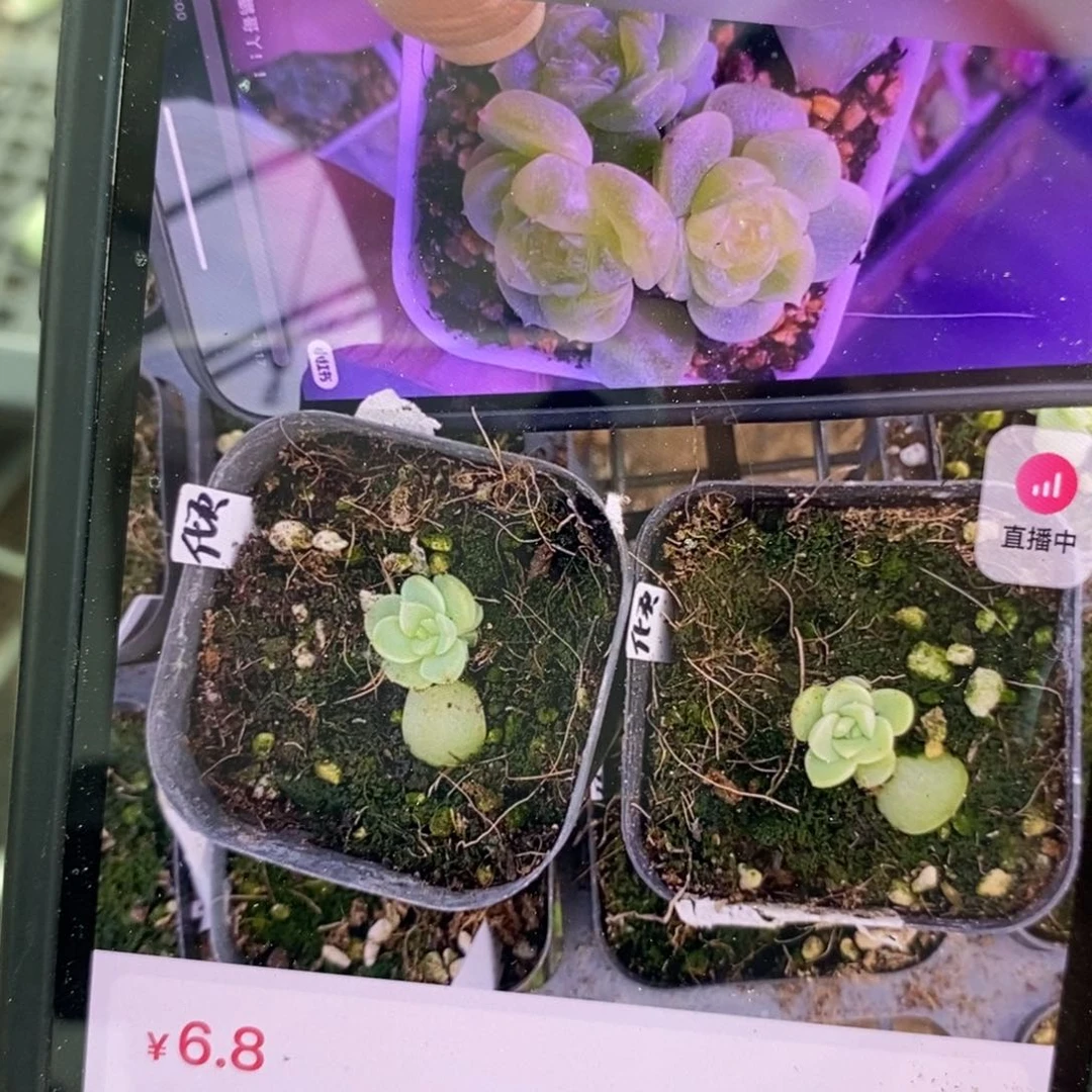 上盆倾城苗苗一个