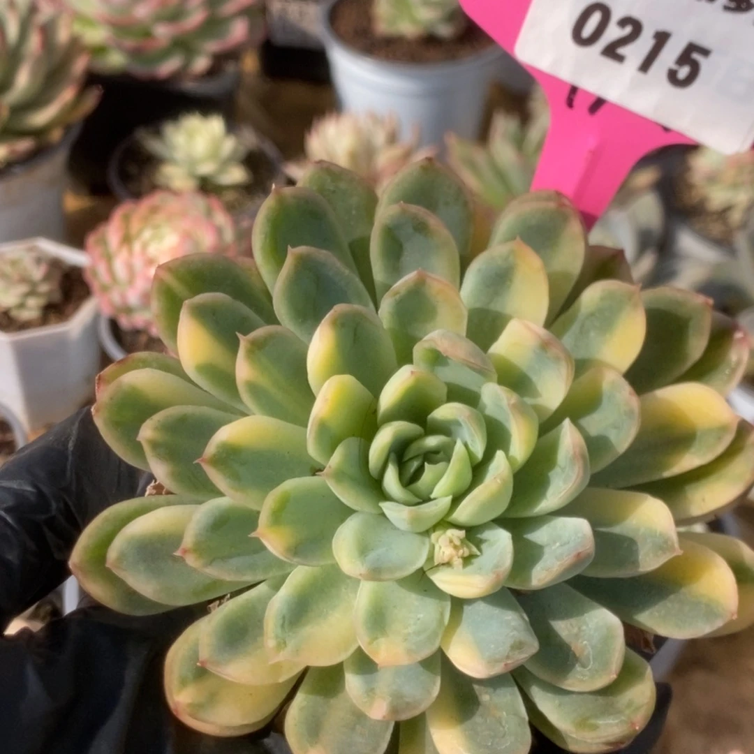 215冰梅锦锦锦锦锦锦