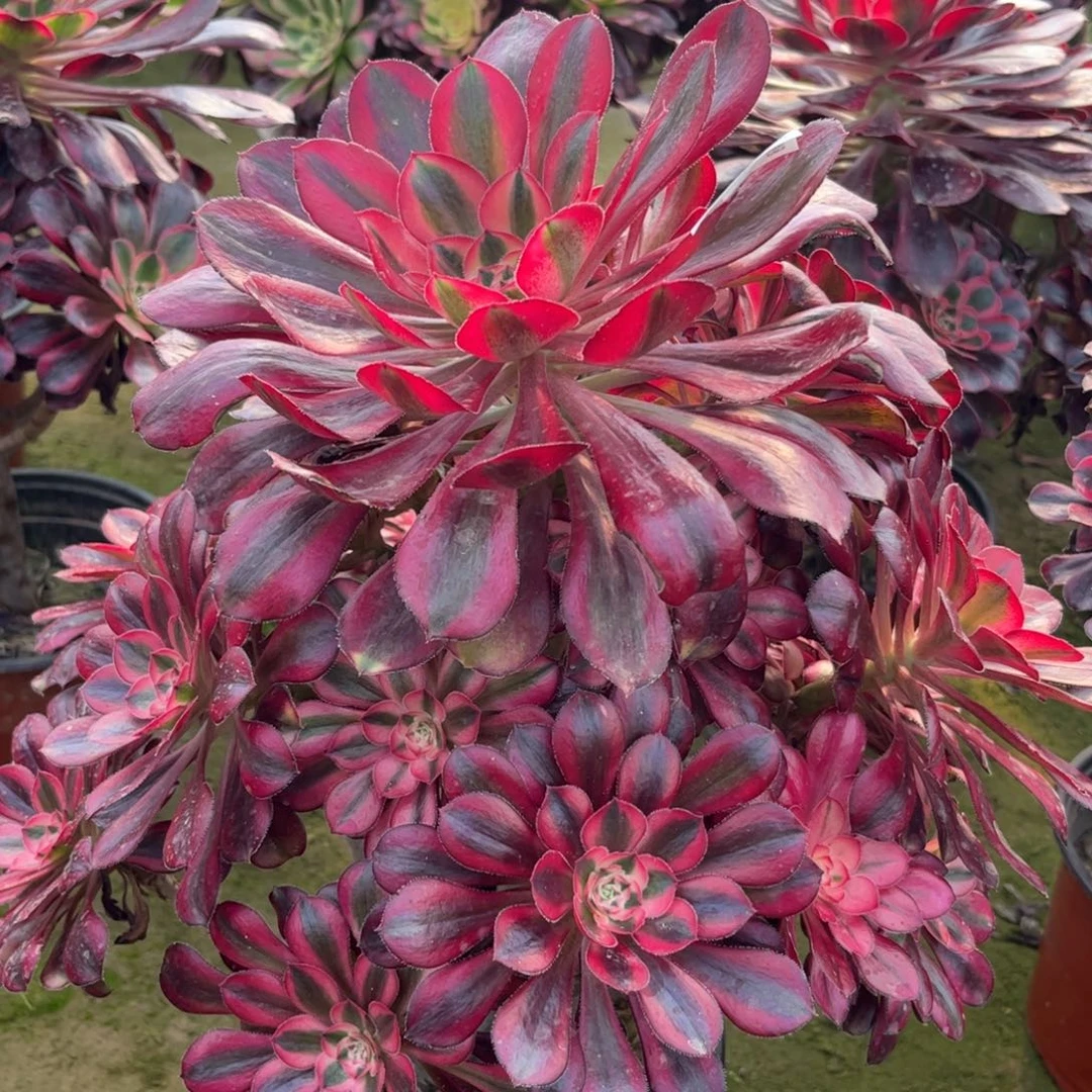 624香奈儿多肉植物法师