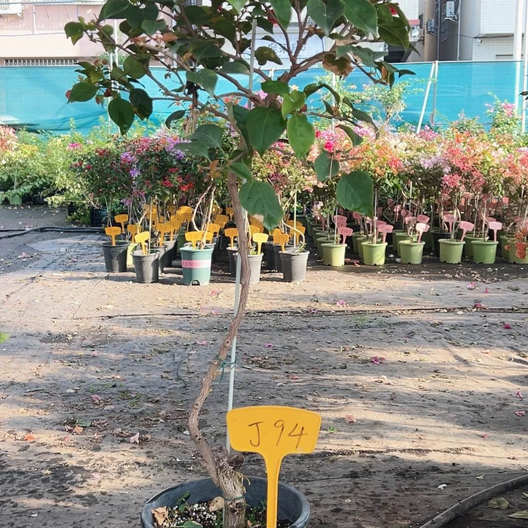 静***醇大部分花苞少量开放J94血色玛丽