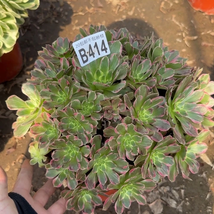 安娜……多肉植物……