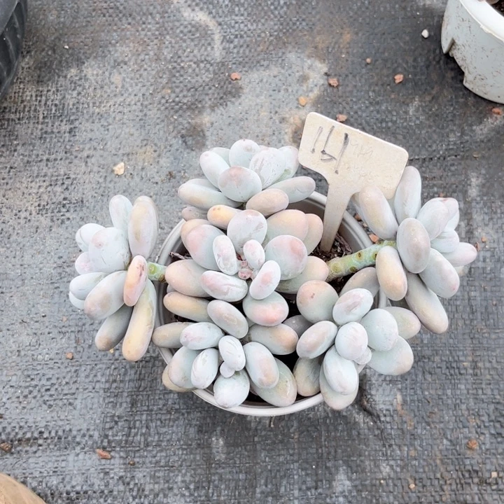 晨唔多肉一物一拍161