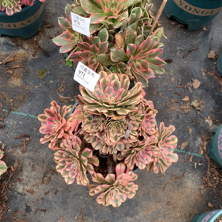 970.971粉铜浣纱多肉植物特价