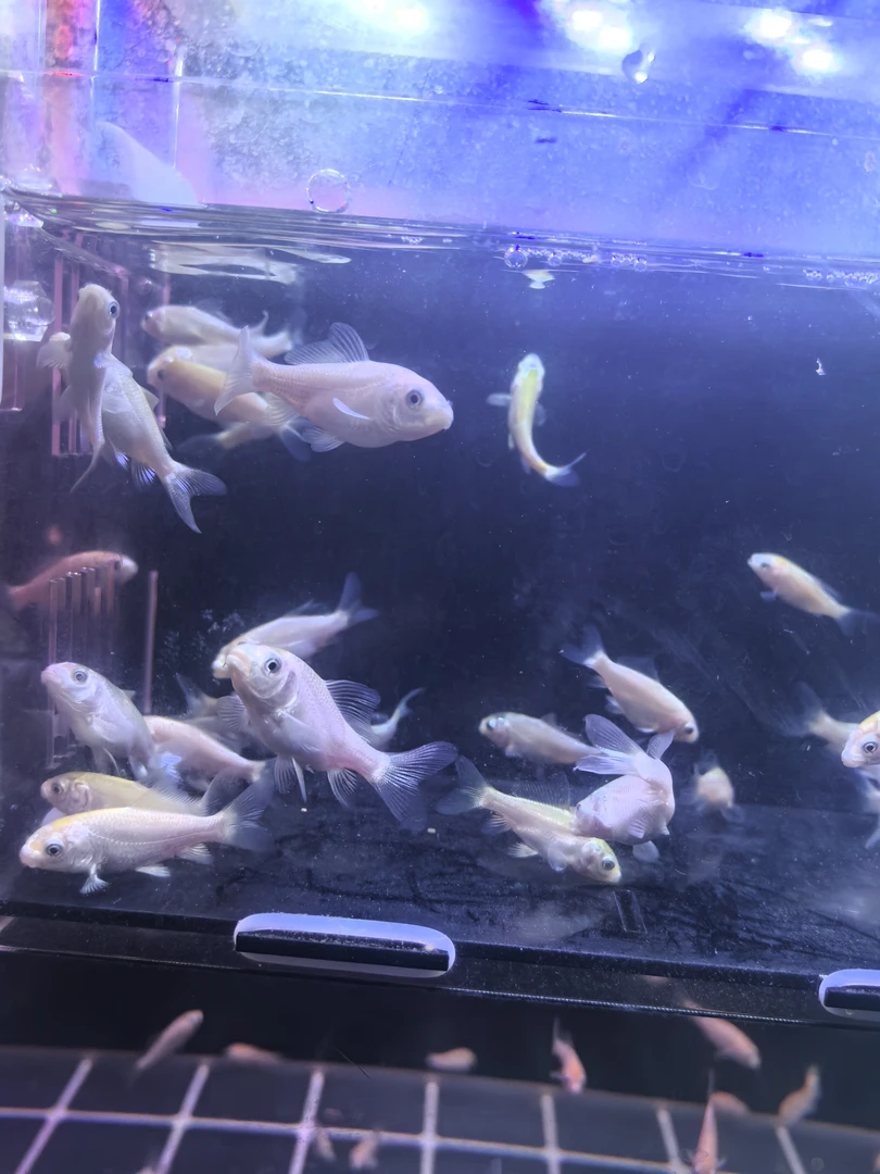 蝴蝶鲤寸苗3-5公分左右