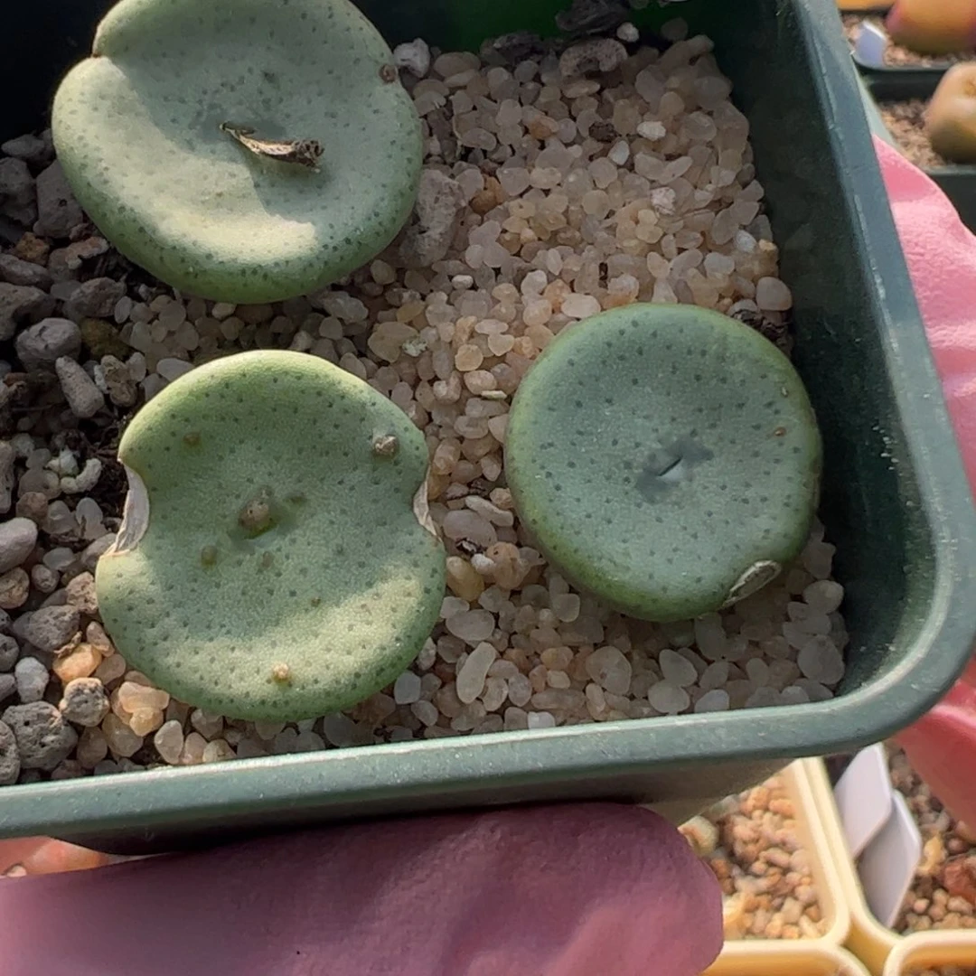 874 好看的多肉冲冲冲