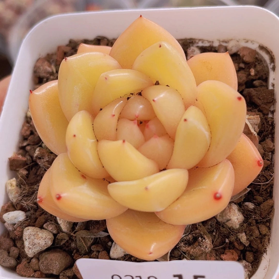 0000000000000015量拍