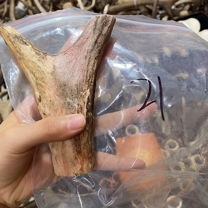 鹿角鹿角鹿角鹿角鹿角