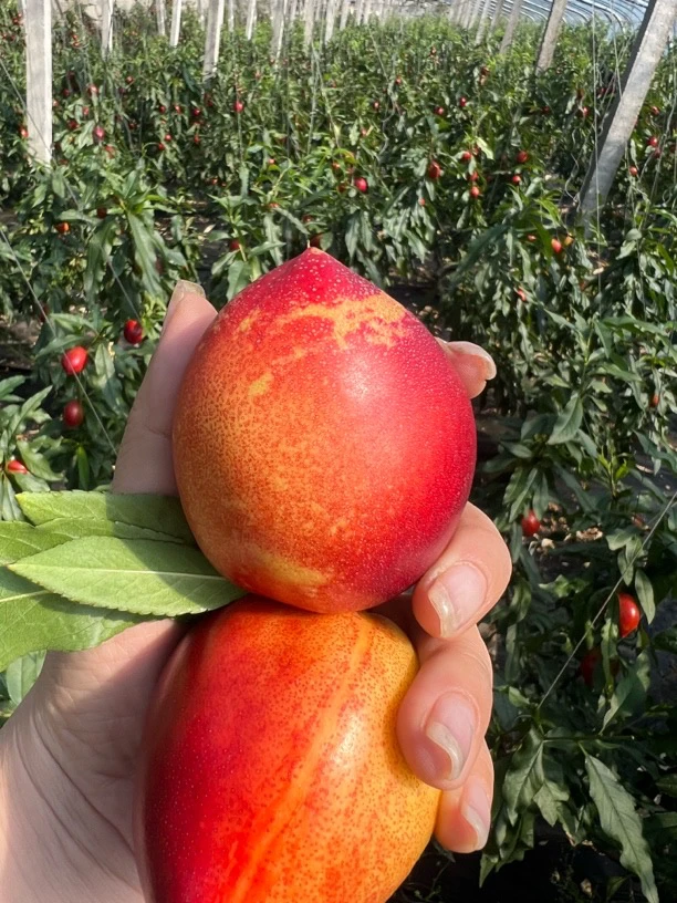 蒙阴油桃红油桃黄心油桃脆桃脆甜新鲜现摘黄桃水果-产地直发