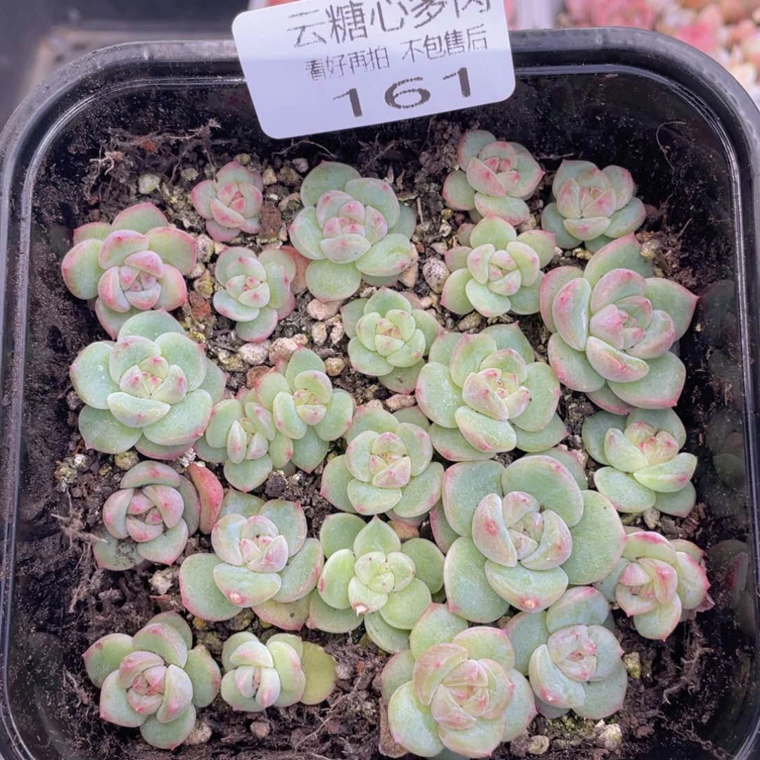云糖心多肉植物161