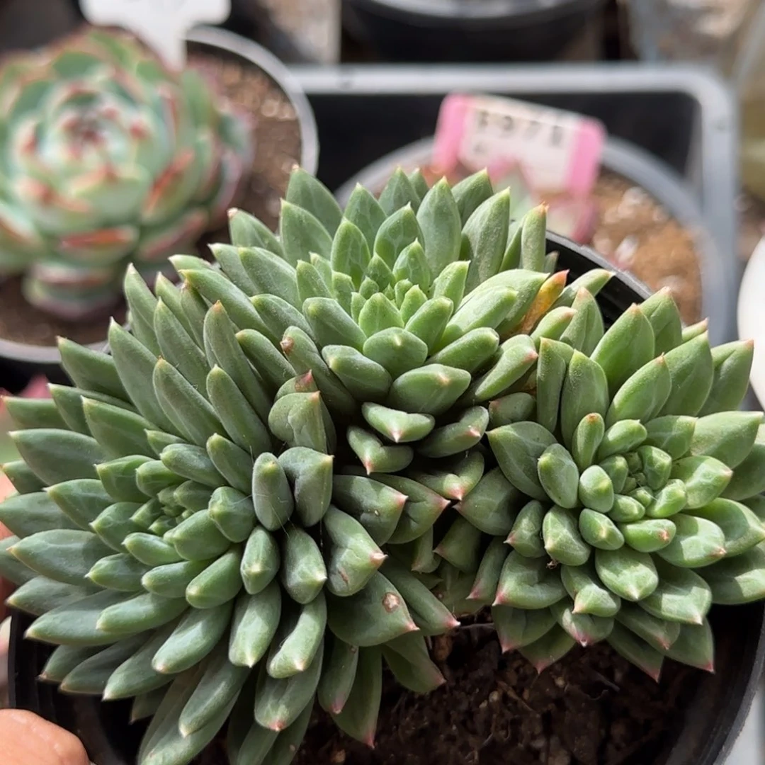 青花瓷惊鸿一物一拍包装收缩花旱