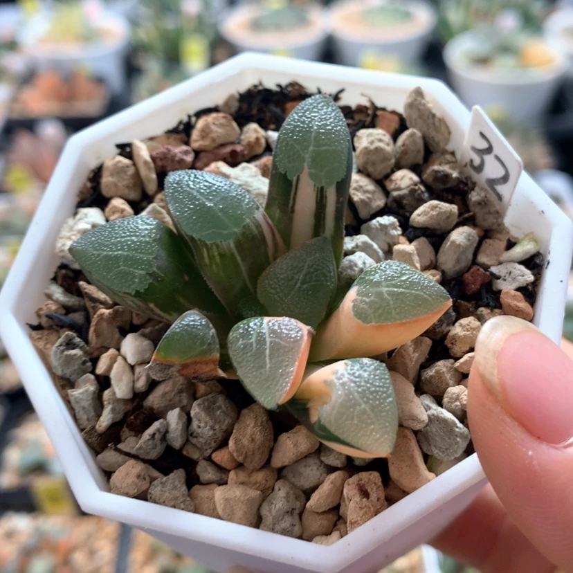 【闪购商品】32网文克