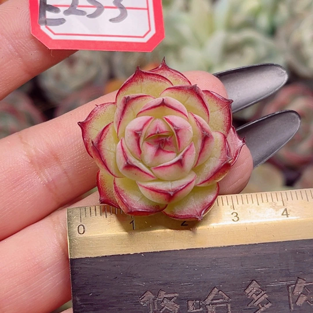 E253一物一拍 夏日花火