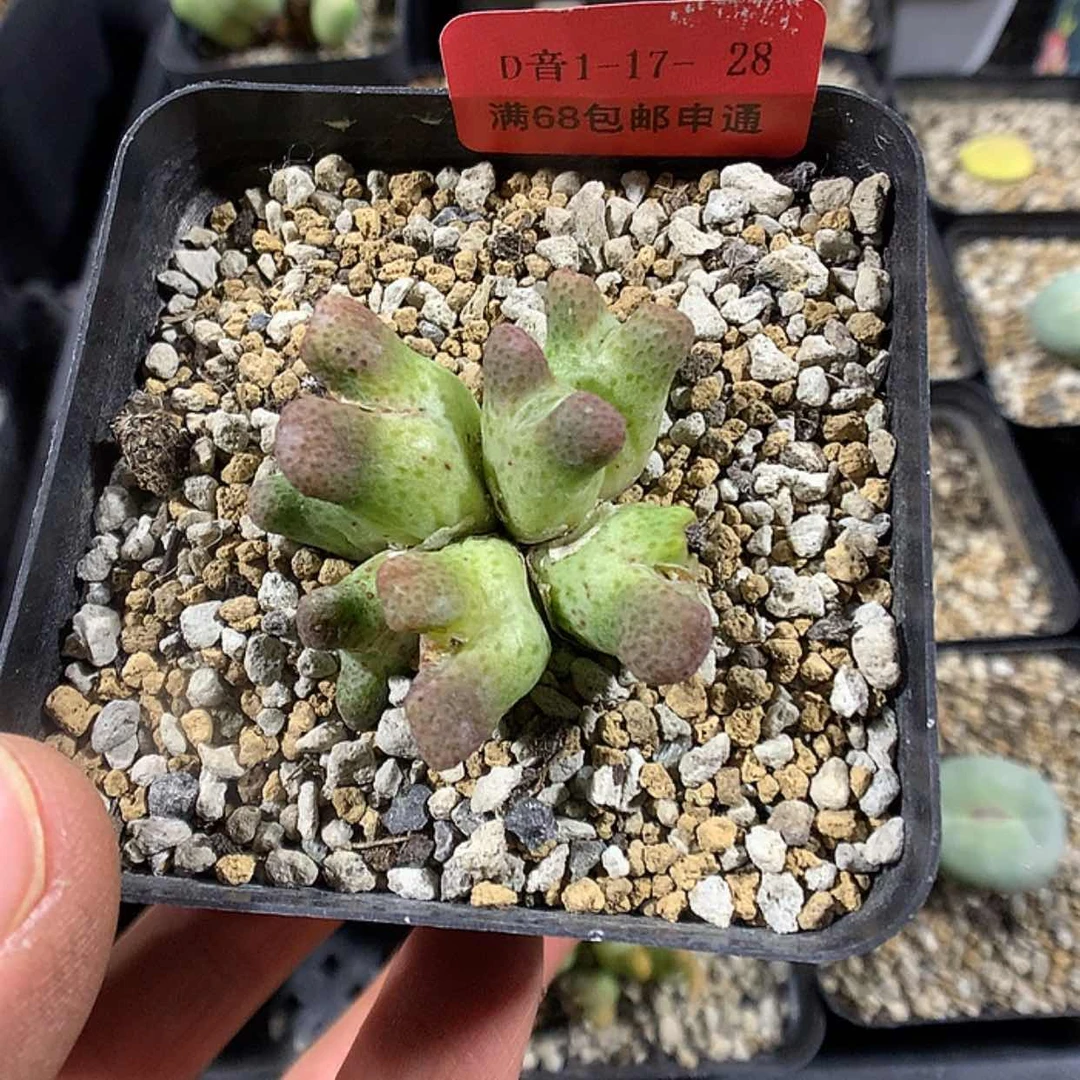 【闪购商品】1-17-28瑕疵斑马 60