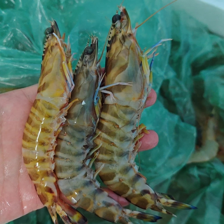 【花虾】湛江原产地直发天然花虾斑节虾顺丰包邮