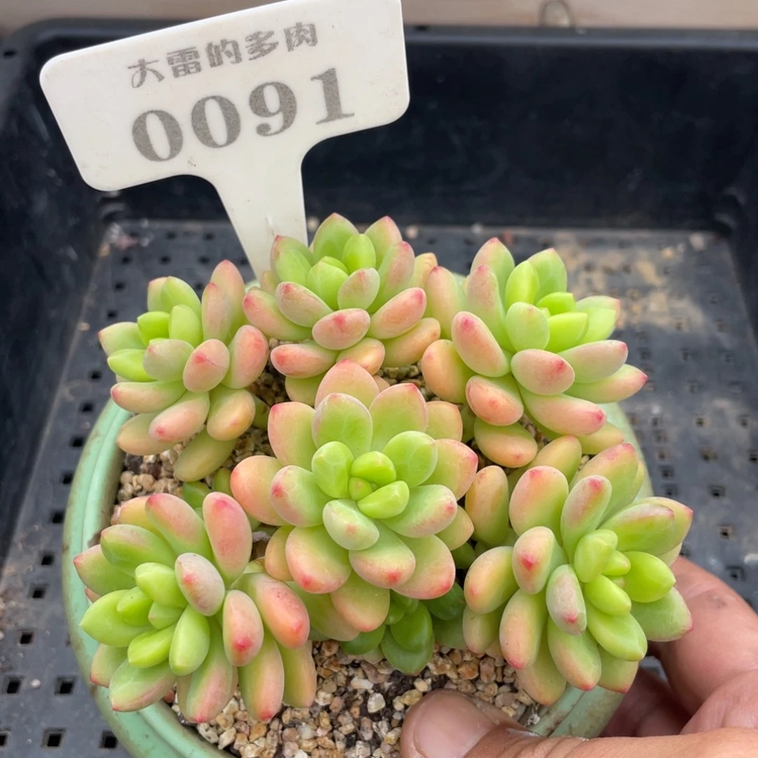 0091香格里拉不带盆10厘米