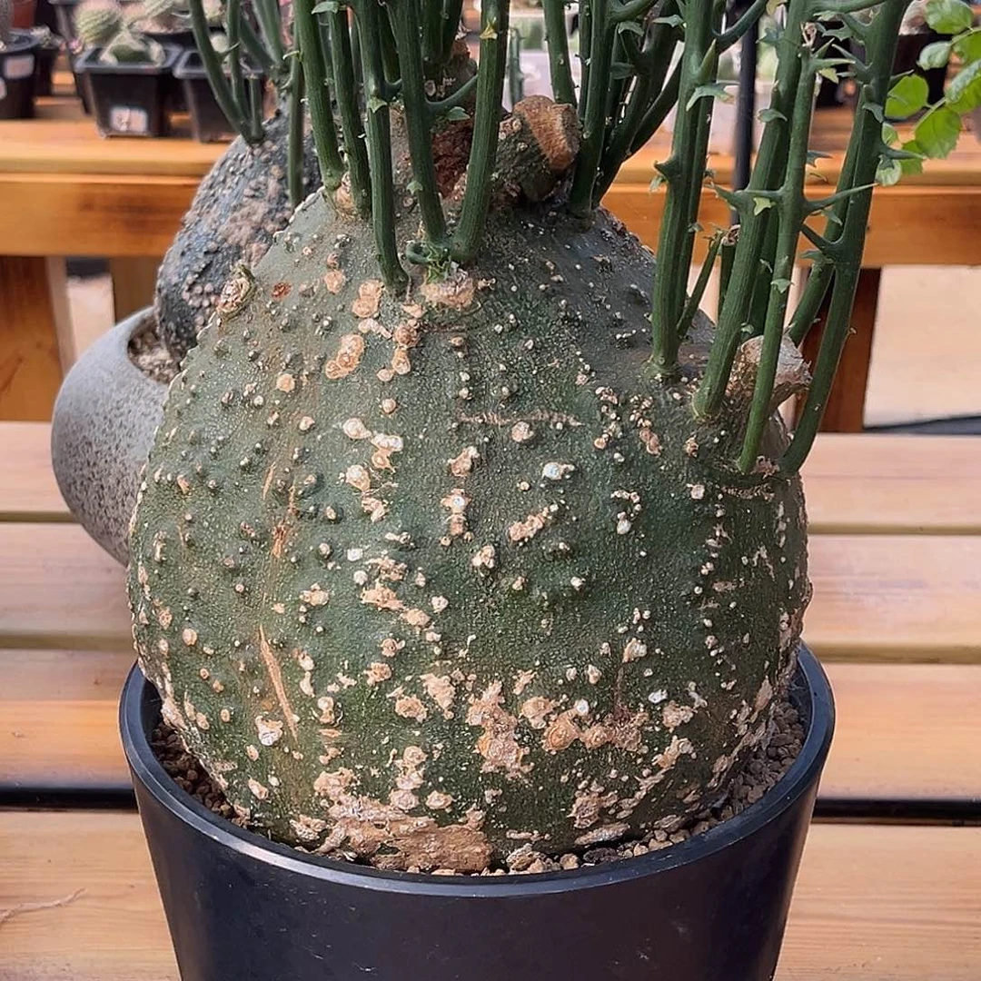 优选球腺蔓越，圆润，