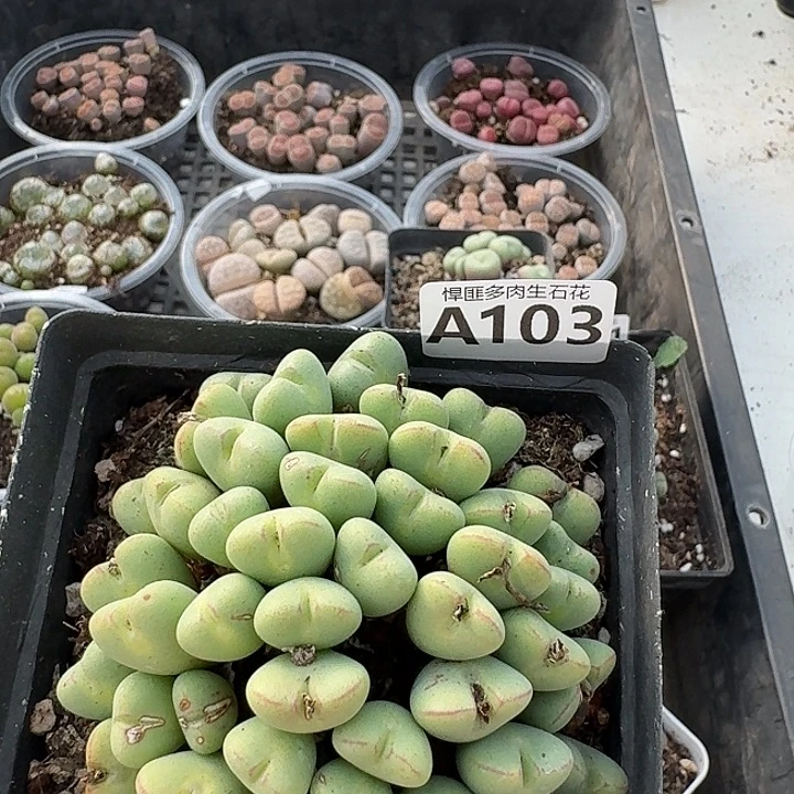 103多肉植物多肉植物