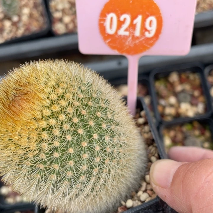 桃***淽乳突021900000000