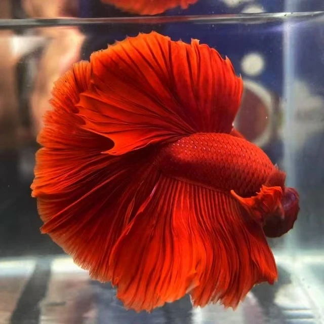 C001-C035 仙女婚纱半月斗鱼包邮包活不包损不拍加热包无售后