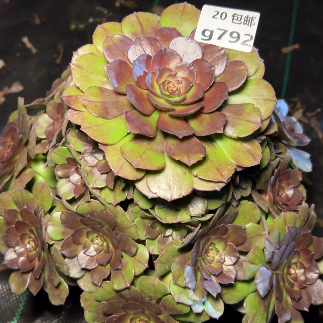 792红太阳，满20包邮嘟叮熊