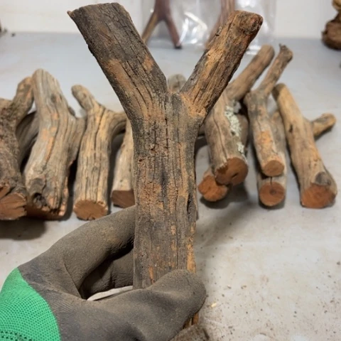 大果紫檀（缅甸花梨）长****学