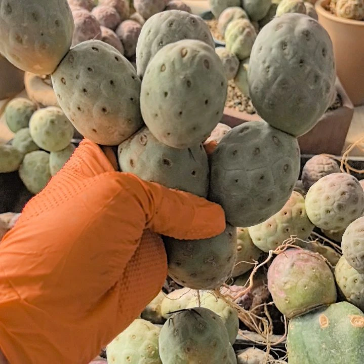 常*习志野仙人球直播