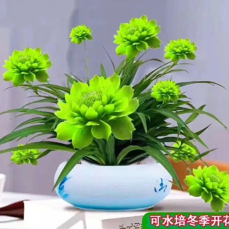 【浓香驱蚊】浓香型月光兰种植绿植水培大全耐旱耐热四季开花水土养