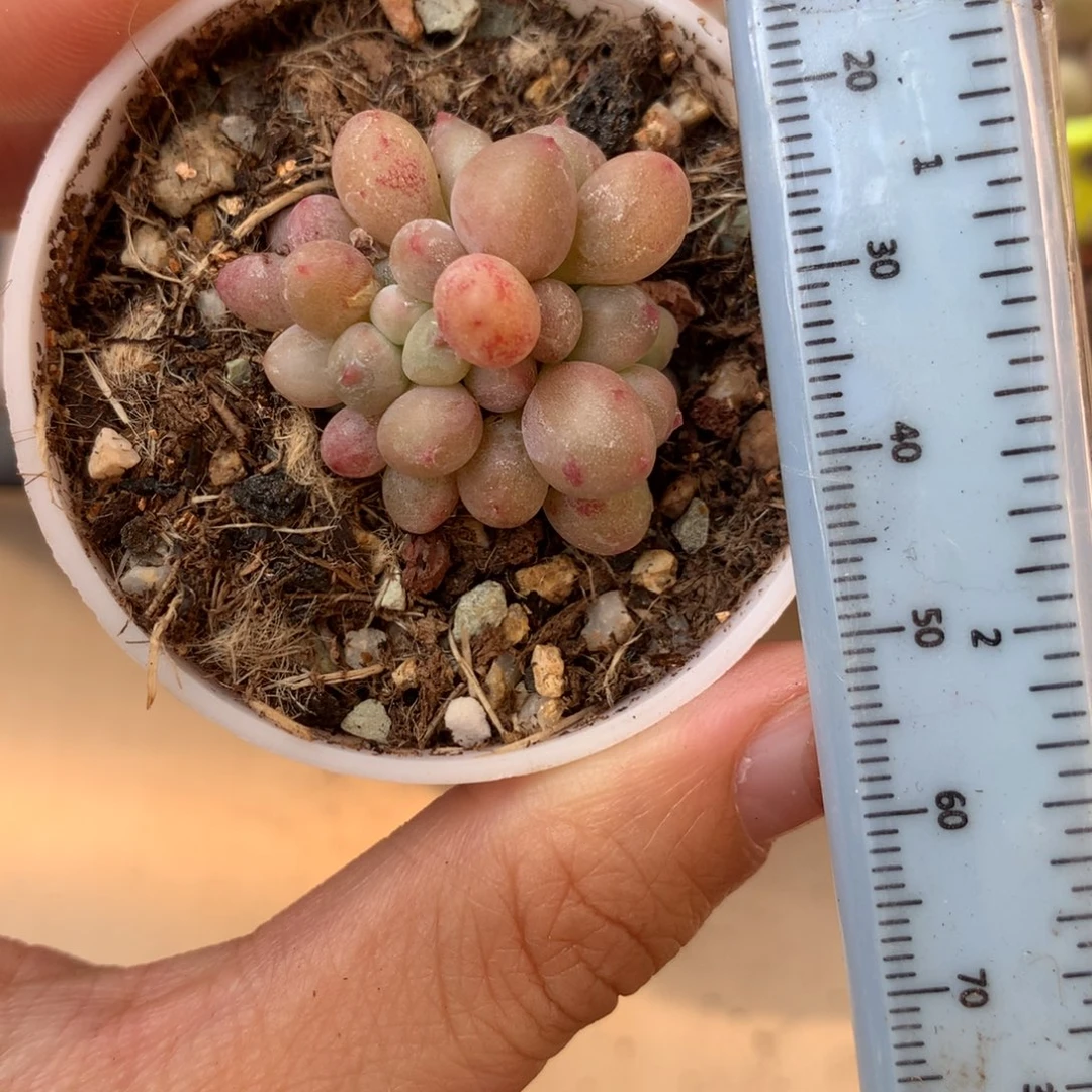 红宝石苹果奶小球子