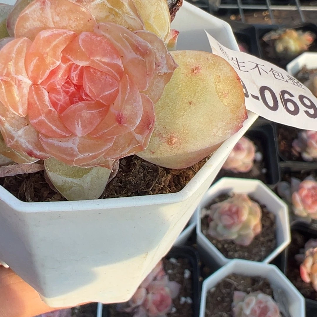 小卡拉米糖心一物一拍9-69