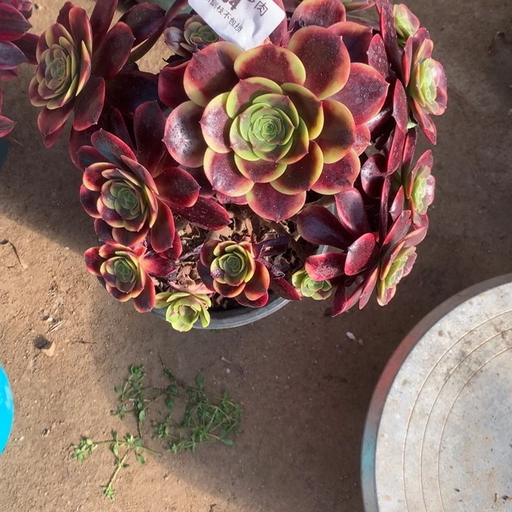 134欧嘉莉多肉植物