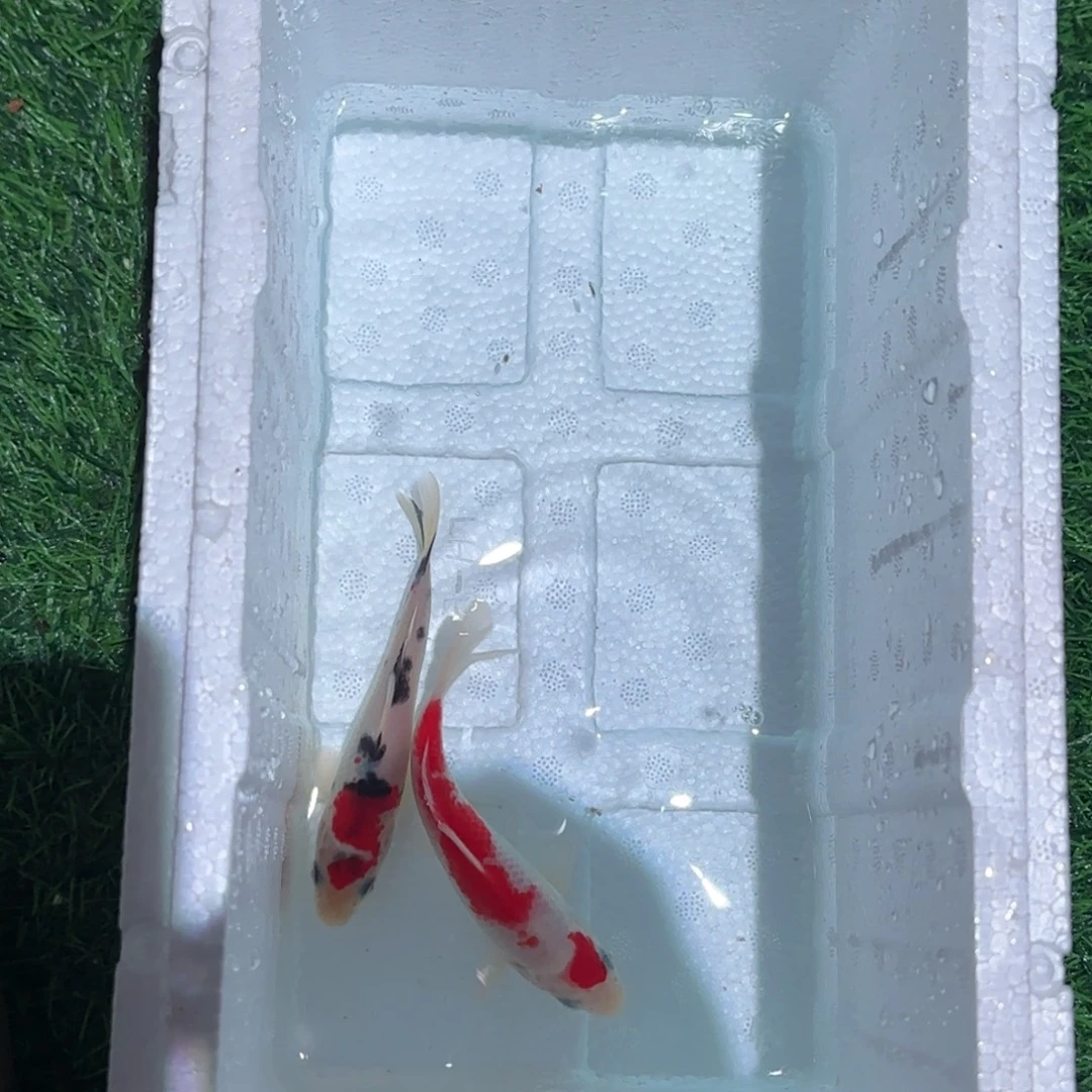 海水鱼锦鲤观赏鱼锦鲤