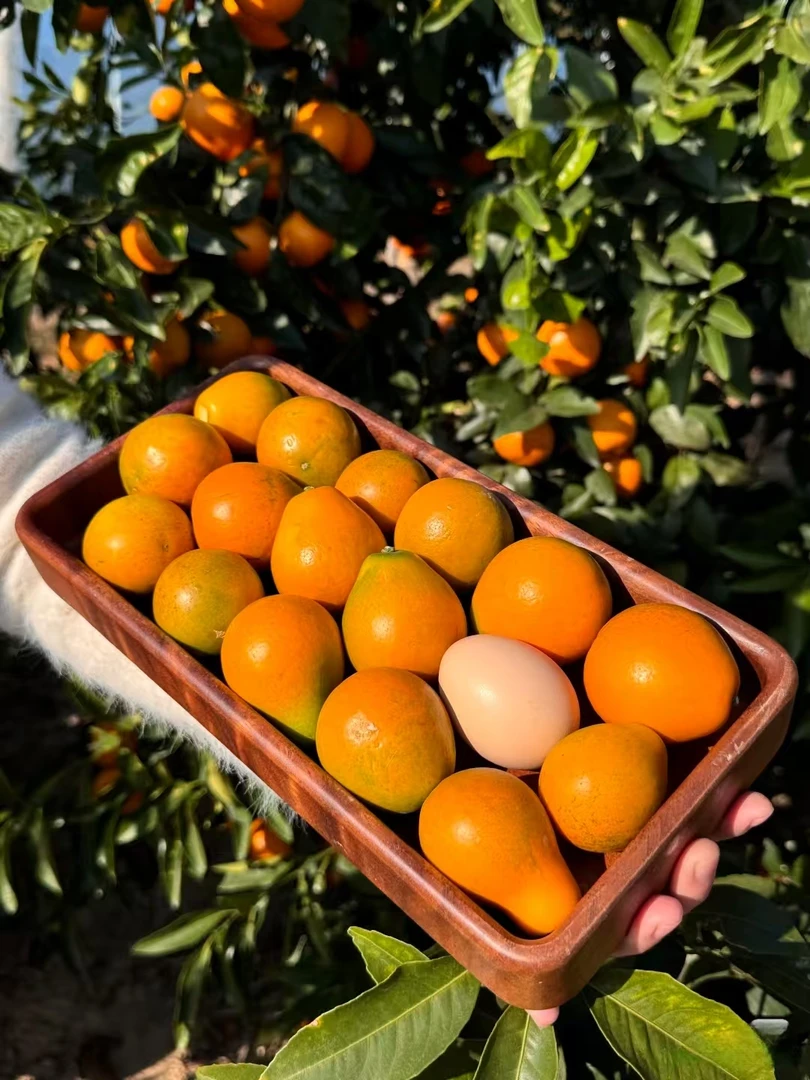 广西第三代脆蜜金桔蜜甜纯甜无酸新鲜水果青黄皮金橘融安脆蜜金柑