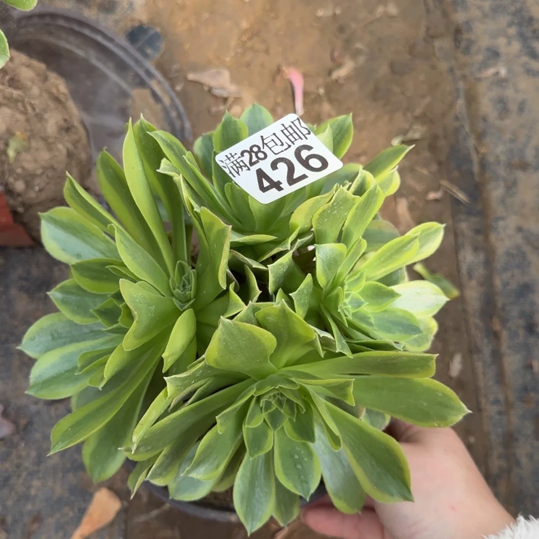 青檬多肉426满28包邮断枝不包