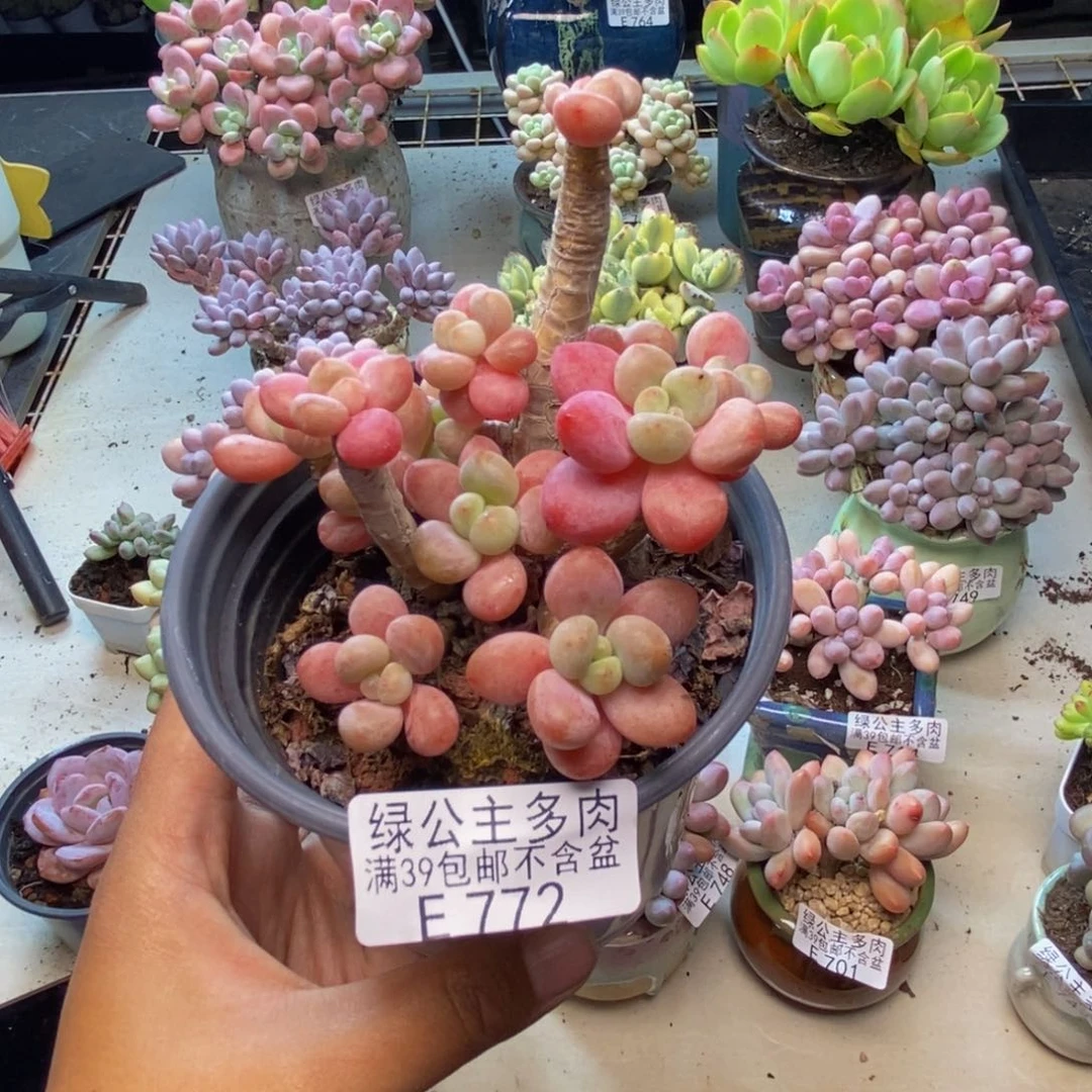 772鱼子酱多肉有断枝