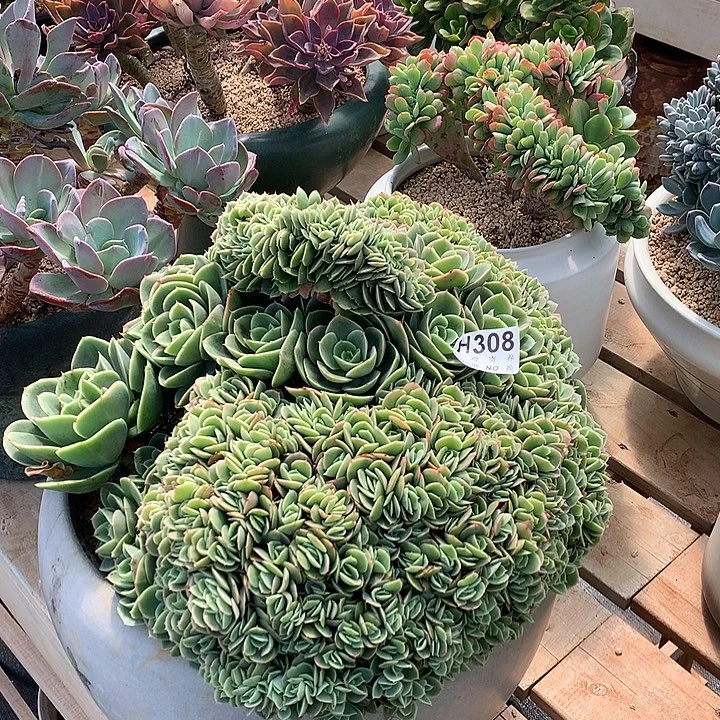 星娜塔缀化 非偏远38包邮 节后发