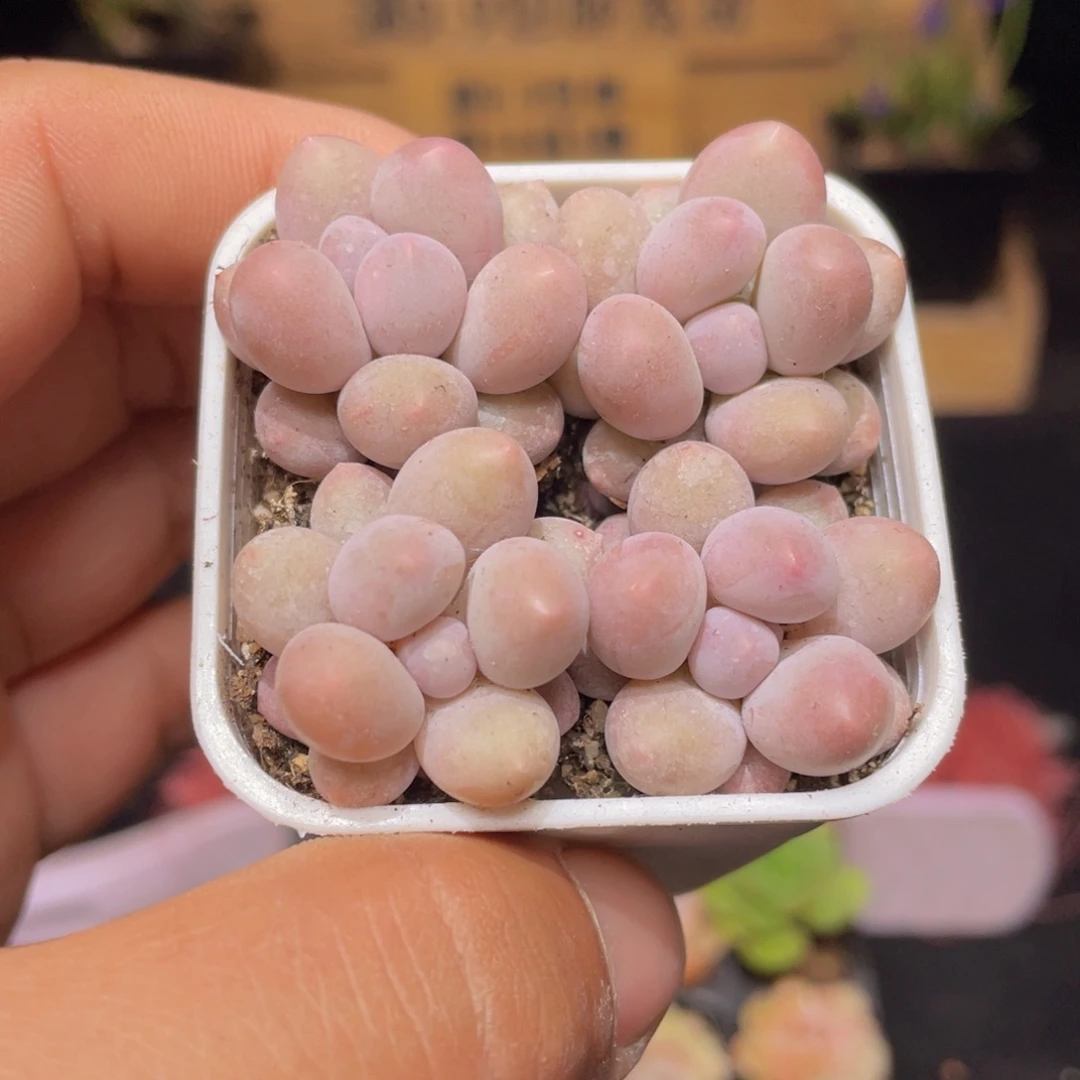 汤圆多肉9.9包邮发货